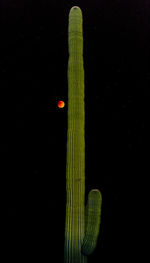 Close-up of red leaf over black background