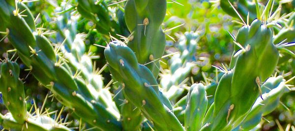 Close-up of cactus plant