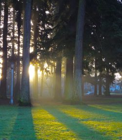 Sun shining through trees