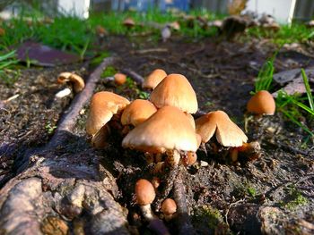 Close-up of mushrooms