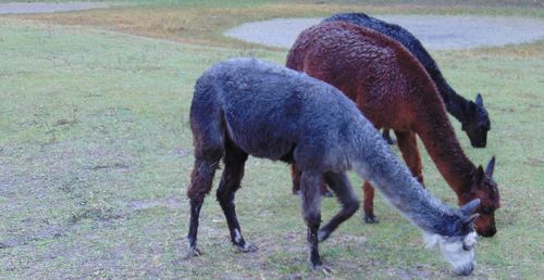 Alpaca grazing on field