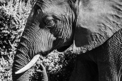 Close-up of elephant