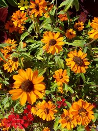 Close-up of daisy flowers