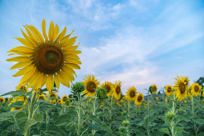 Close-up of yellow sunflower against sky