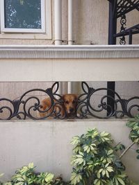 Dog on balcony of house