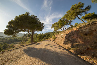 Road amidst trees against sky