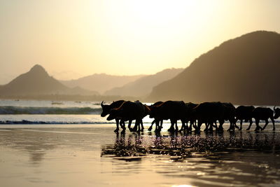 Silhouette horse on beach against sky during sunset