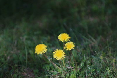 Close-up of yellow flowering plant on field