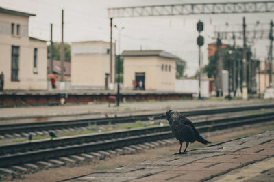 View of bird on railroad station