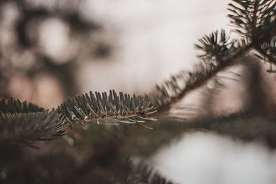 Close-up of pine tree