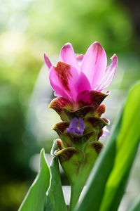 Close-up of pink flowering plant