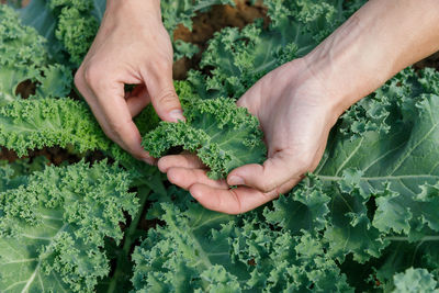 Midsection of woman holding leaf