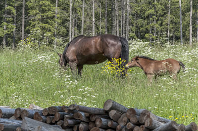 Horse in a forest