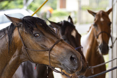 Close-up of horses in ranch