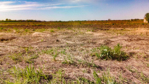 Scenic view of field against sky