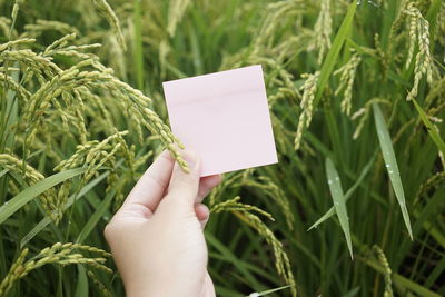 Close-up of human hand holding paper