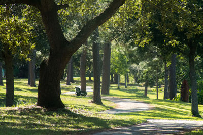 Trees growing in park