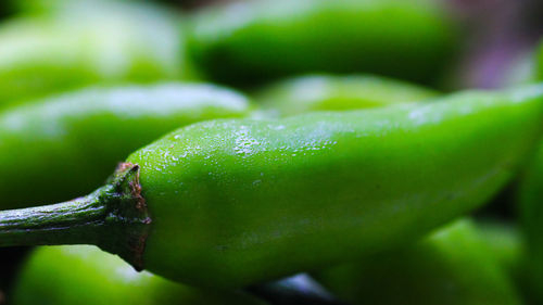 Close-up of water drops on leaf