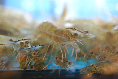 Close-up of insect on glass