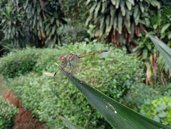 Close-up of dragonfly on plant