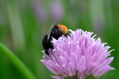 Close-up of honey bee on purple flower