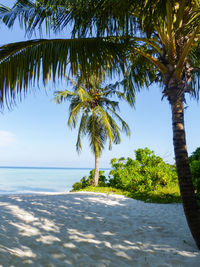 Palm trees by sea against sky