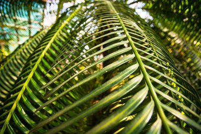 Close-up of palm tree leaves