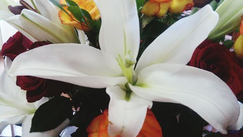 Close-up of white flowers