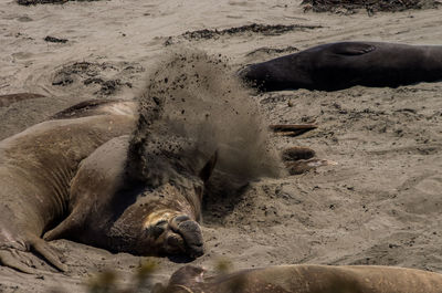 View of horse on sand