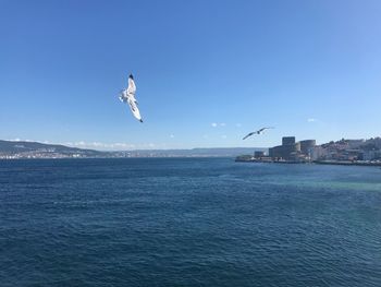 Seagull flying over sea against blue sky