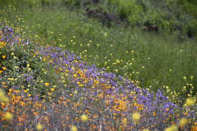 Close-up of purple flowering plants on field