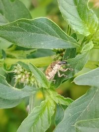 Close-up of insect on leaf