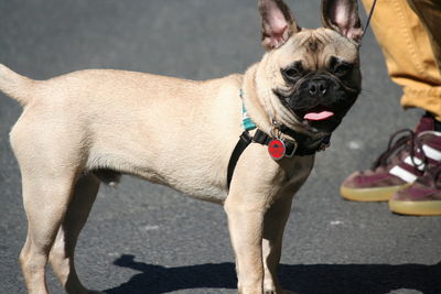 Close-up of dog standing outdoors