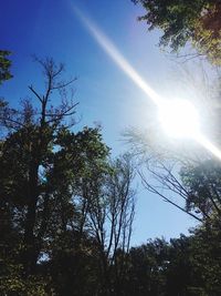 Low angle view of trees against sky