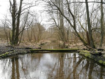 Reflection of trees in lake against sky