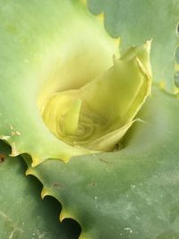 Close-up of yellow flower