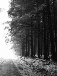 Trees growing in forest