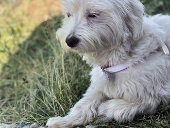Close-up of a dog looking away