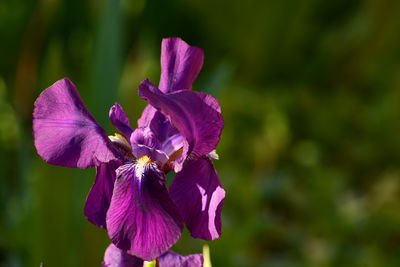Close-up of purple flowering plant
