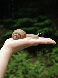 Close-up of snail on hand