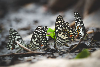 Close-up of butterfly