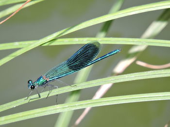 Close-up of dragonfly on leaf