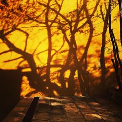 Trees against sky during sunset