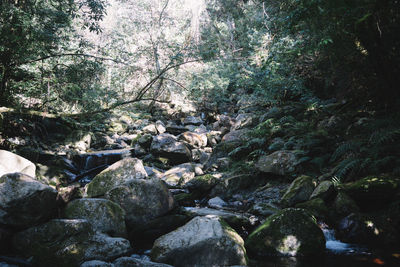 River flowing through rocks in forest