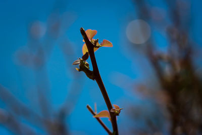 Close-up of red flowering plant against blue sky