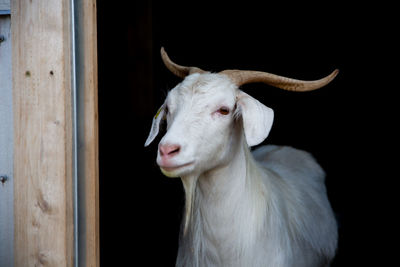 White goat looking out of a barn door
