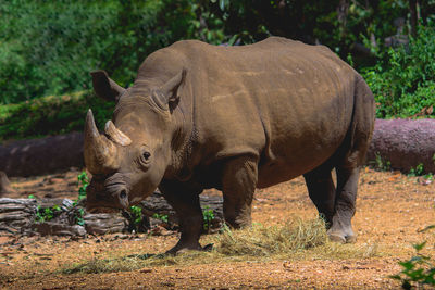 Southern white rhinoceros on natural background.