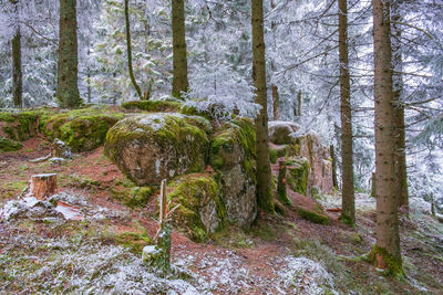 Trees growing in forest