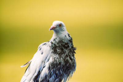 Close-up of bird