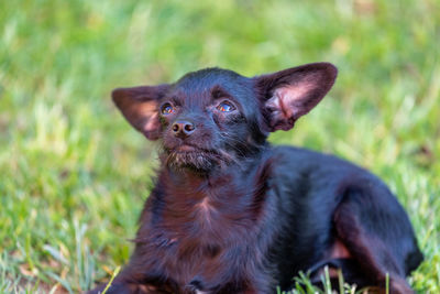 Portrait of black dog lying on field